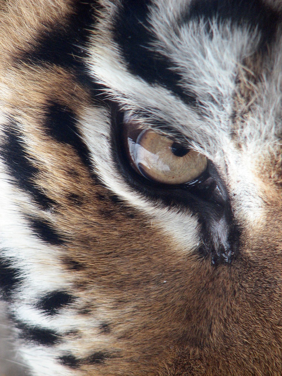 Tigras, Akis, Sibiro Tigras, Panthera Tigris Altaica, Amurtiger, Ussuritiger, Pitsburge, Zoologijos Sodas, Kailis, Plėšrūnas