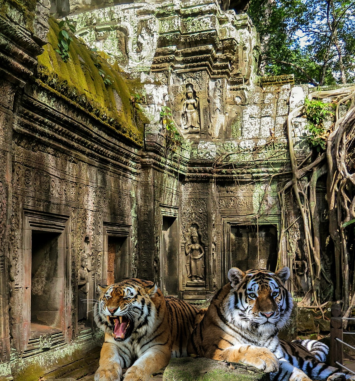 Tigras, Šventykla, Džiunglės, Laukiniai, Pavojingas, Kambodža, Šaknis, Šventyklos Kompleksas, Angkor Wat, Nemokamos Nuotraukos