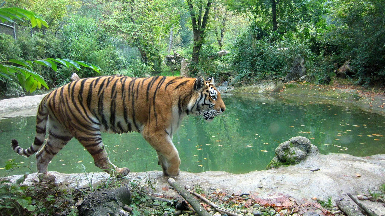 Tigras, Laukinė Gamta, Gyvūnas, Laukiniai, Safari, Džiunglės, Nemokamos Nuotraukos,  Nemokama Licenzija