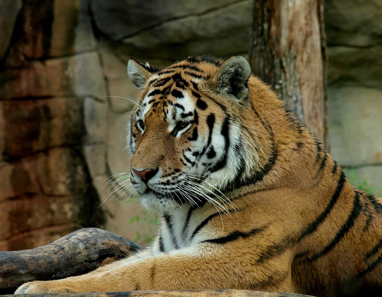 Tigras, Žvėrys, Laukiniai, Nemokamos Nuotraukos,  Nemokama Licenzija