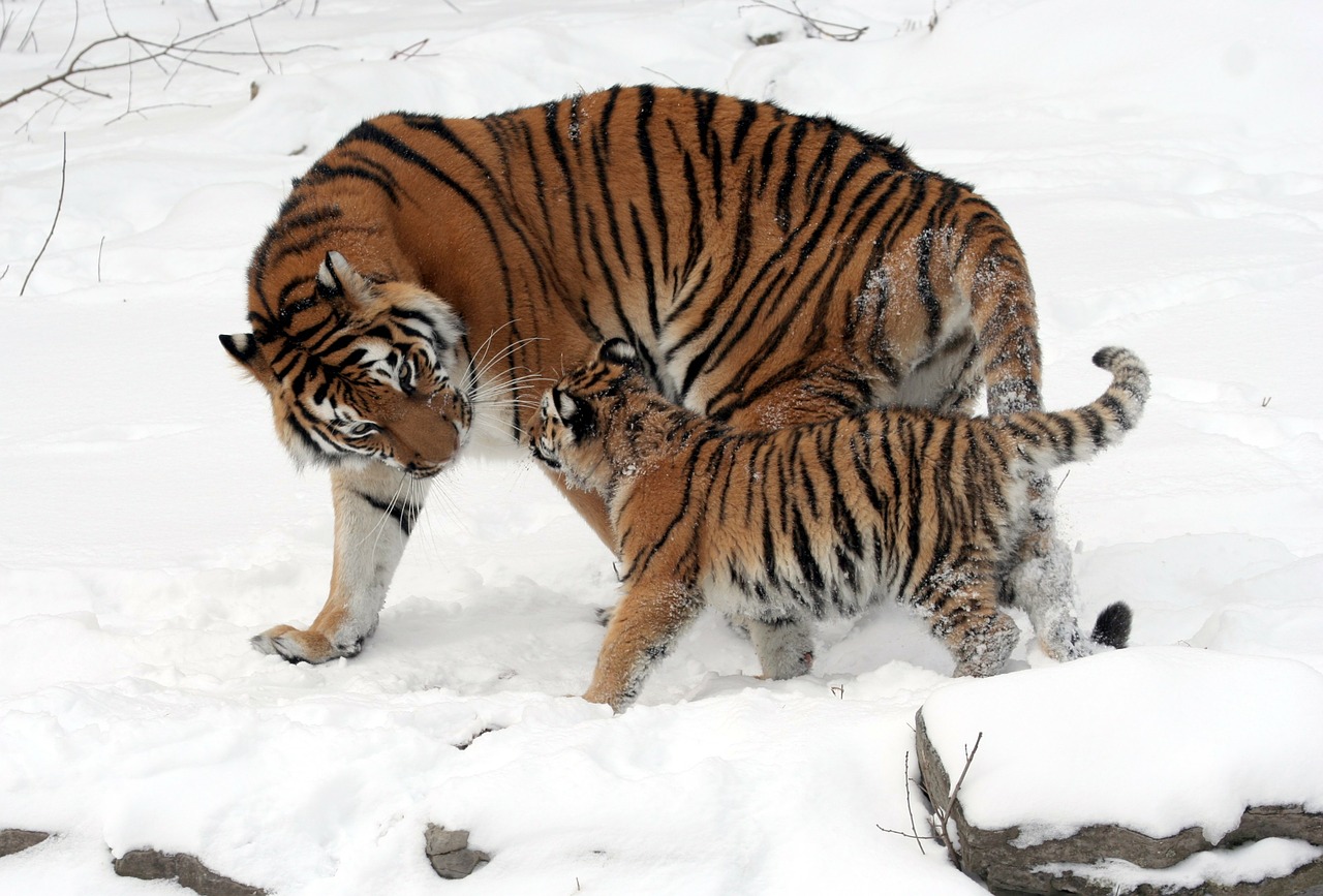 Tigras, Sibiro Tigras, Tigras Kūdikis, Panthera Tigris Altaica, Jaunas Gyvūnas, Šeima, Berniukas, Jaunas, Nemokamos Nuotraukos,  Nemokama Licenzija
