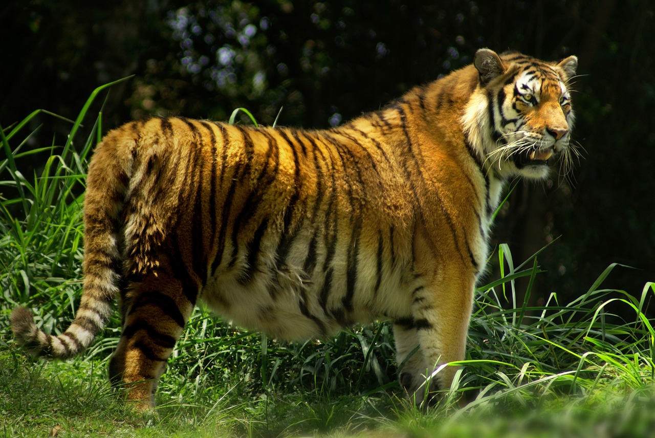 Tigras, Laukinis Žvėris, Miškas, Nemokamos Nuotraukos,  Nemokama Licenzija