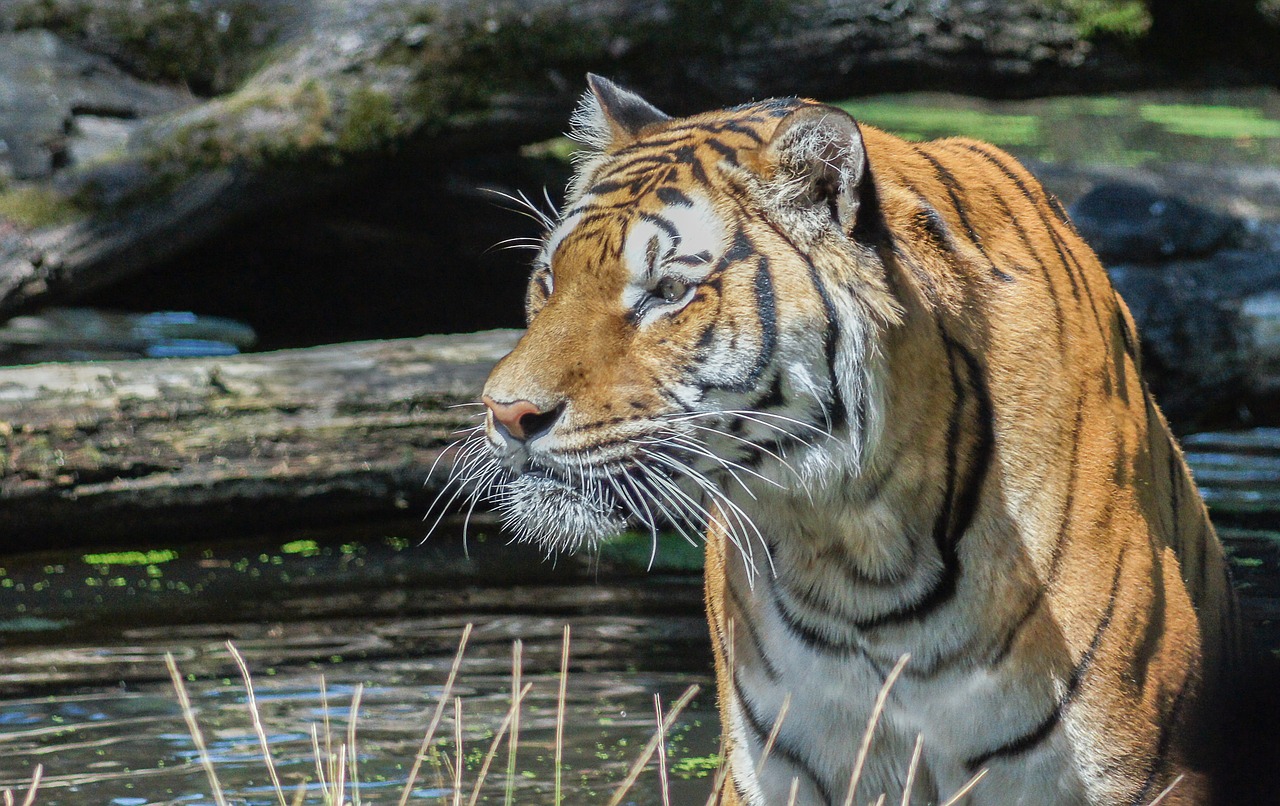 Tigras,  Dykuma,  Serengeti Parkas,  Didelė Katė,  Plėšrikas, Nemokamos Nuotraukos,  Nemokama Licenzija