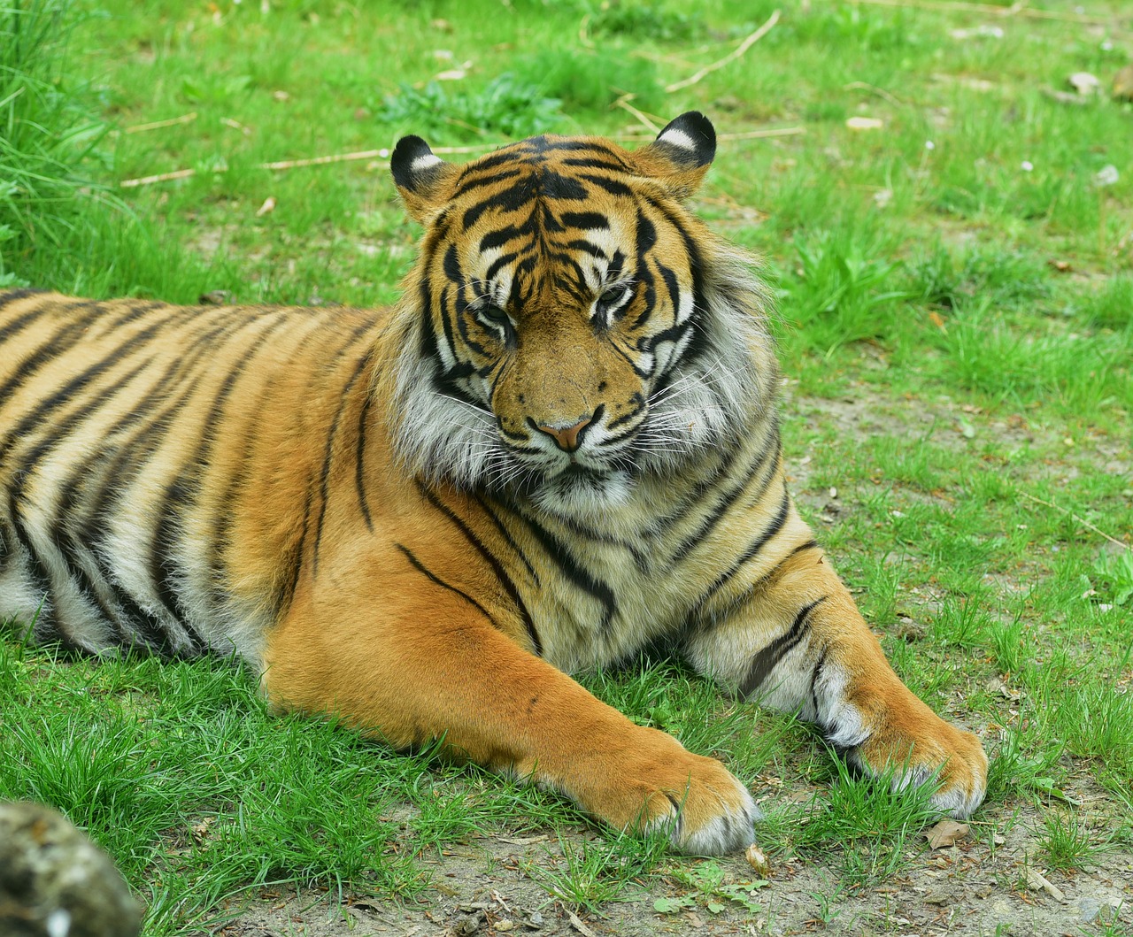 Tigras, Katė, Plėšrūnas, Gyvūnų Pasaulis, Pavojingas, Nemokamos Nuotraukos,  Nemokama Licenzija