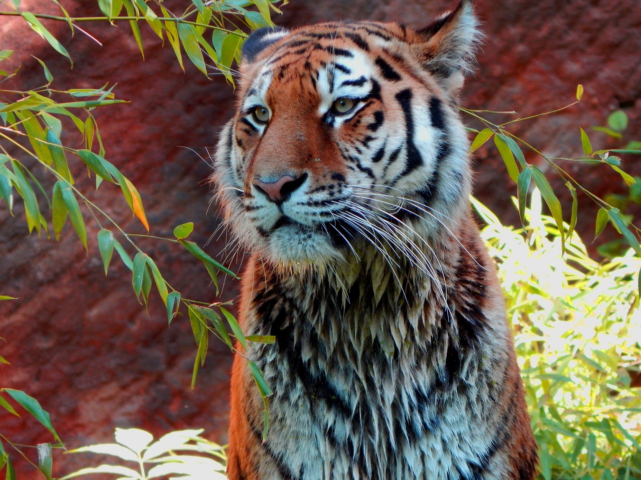 Tigras, Zoologijos Sodas, Laukinė Gamta, Laukiniai, Plėšrūnas, Nemokamos Nuotraukos,  Nemokama Licenzija