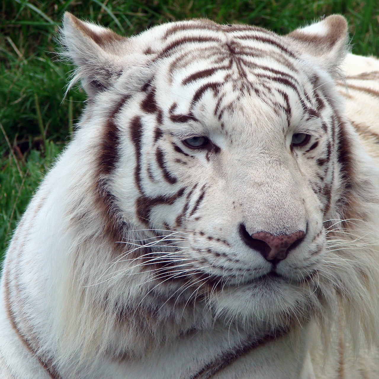 Tigras, Balta, Gamta, Lauke, Kačių, Laukinė Gamta, Pavojingas, Portretas, Makro, Iš Arti