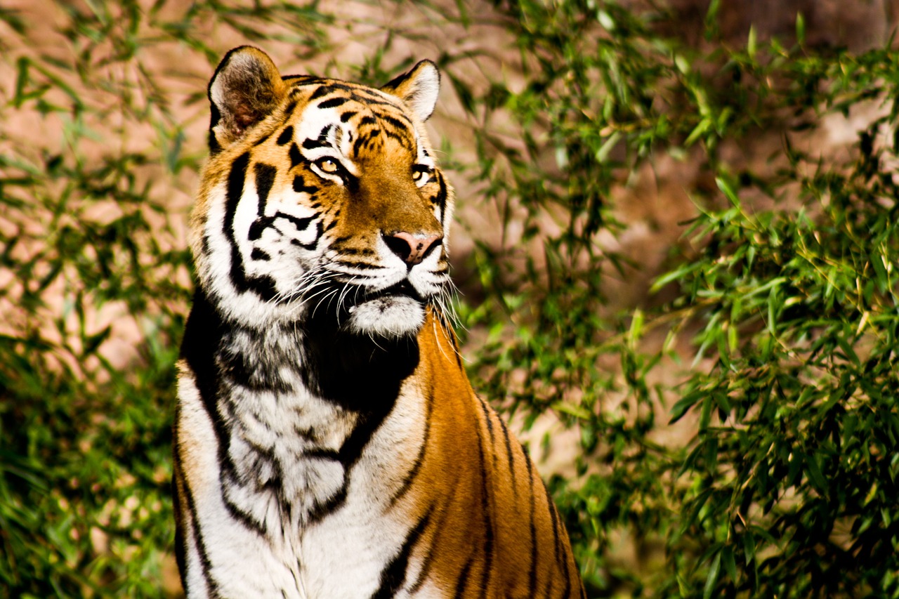 Tigras,  Wildcat,  Galia,  Didingas, Nemokamos Nuotraukos,  Nemokama Licenzija