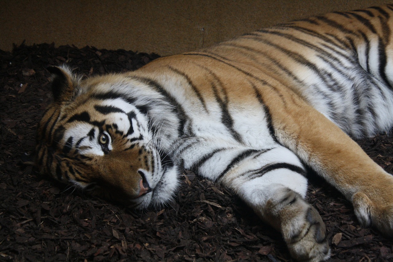 Tigras,  Gyvūnai,  Zoologijos Sode, Nemokamos Nuotraukos,  Nemokama Licenzija