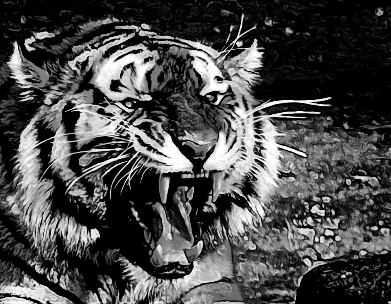 Tigras, Rėkti, Dantis, Dantys, Gyvūnas, Laukiniai, Juoda Ir Balta, Pavojingas, Laukiniai Gyvūnai, Mėsėdis