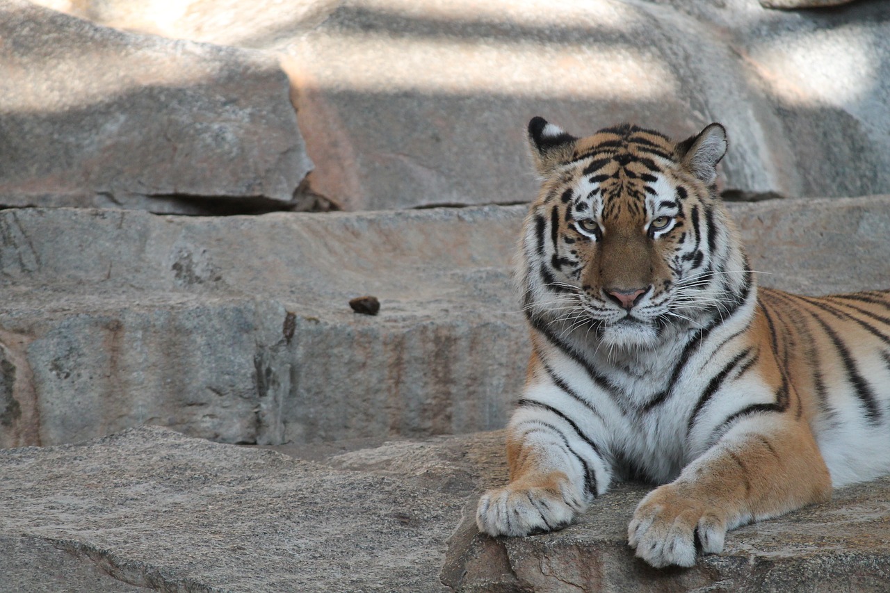 Tigras, Zoologijos Sodas, Katė, Gyvūnai, Pavojingas, Grakštus, Nemokamos Nuotraukos,  Nemokama Licenzija