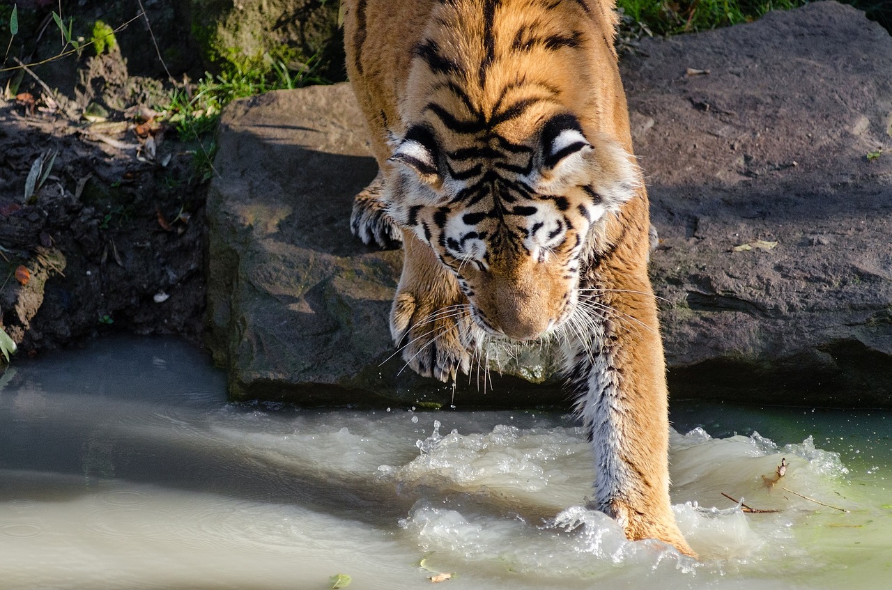 Tigras, Vanduo, Baseinas, Didelė Katė, Kačių, Laukinė Gamta, Gamta, Zoologijos Sodas, Plėšrūnas, Portretas