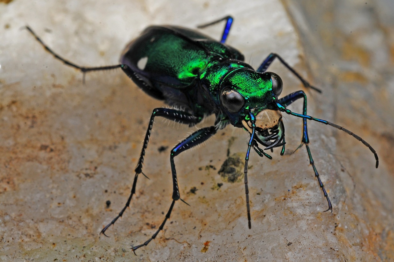 Tigrinis Vabalas, Vabzdys, Makro, Biologija, Gyvūnas, Žalias, Gamta, Vabalai, Grobuoniškas, Nemokamos Nuotraukos