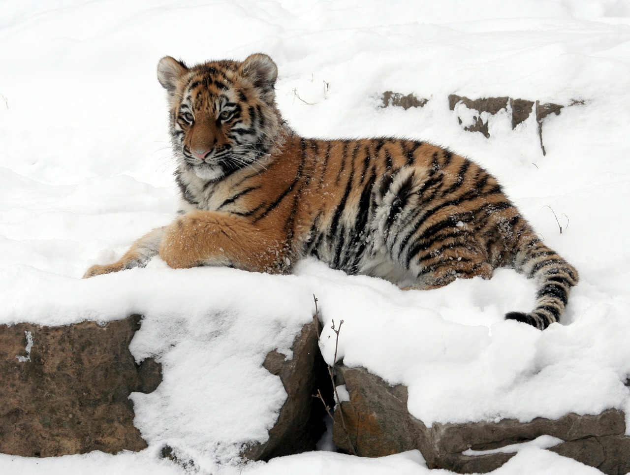 Tigro Kubas, Tigras, Sniegas, Žiema, Atsilenkimas, Žiūri, Žaismingas, Gamta, Didelė Katė, Kačių