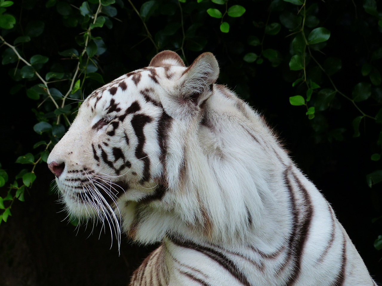 Tigro Galva, Galva, Portretas, Didingas, Baltos Bengalijos Tigras, Tigras, Plėšrūnas, Katė, Pavojingas, Wildcat