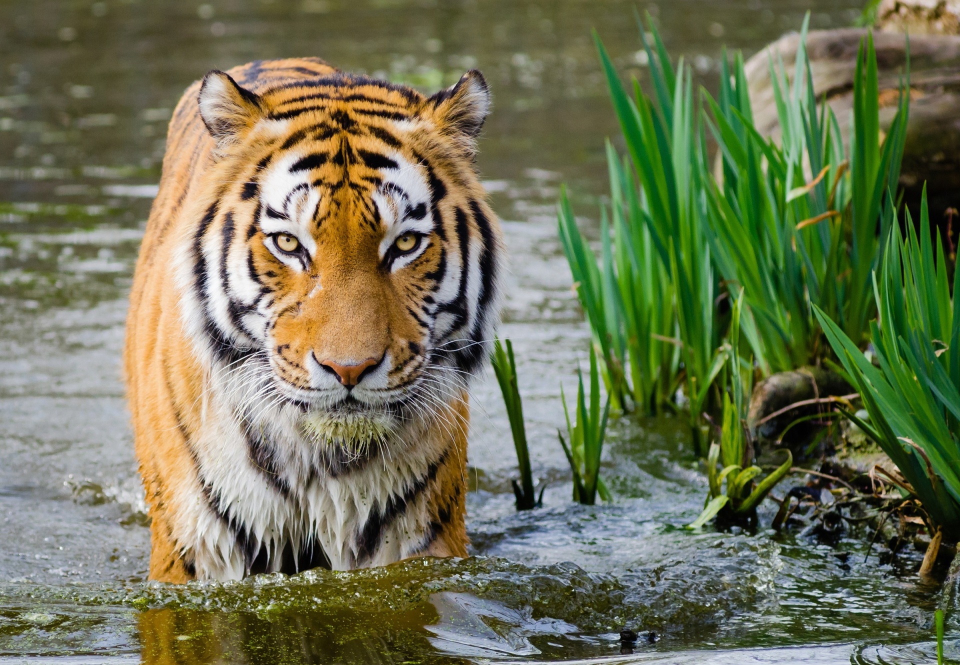 Tigras,  Žiūri,  Didelis & Nbsp,  Katinas,  Kačių,  Laukinė Gamta,  Viešasis & Nbsp,  Domenas,  Fonas,  Gamta