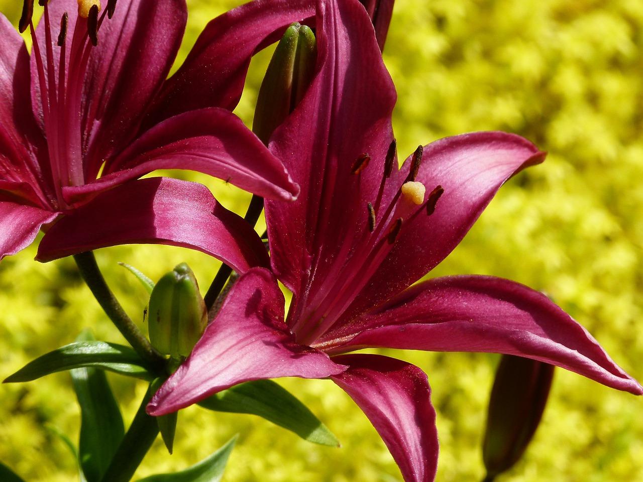 Tigrinė Lelija, Lilium Bulbiferum, Oranžinė Lelija, Gaisrinė Lelija, Gėlė, Gražus, Iš Arti, Gamta, Sodas, Vasara