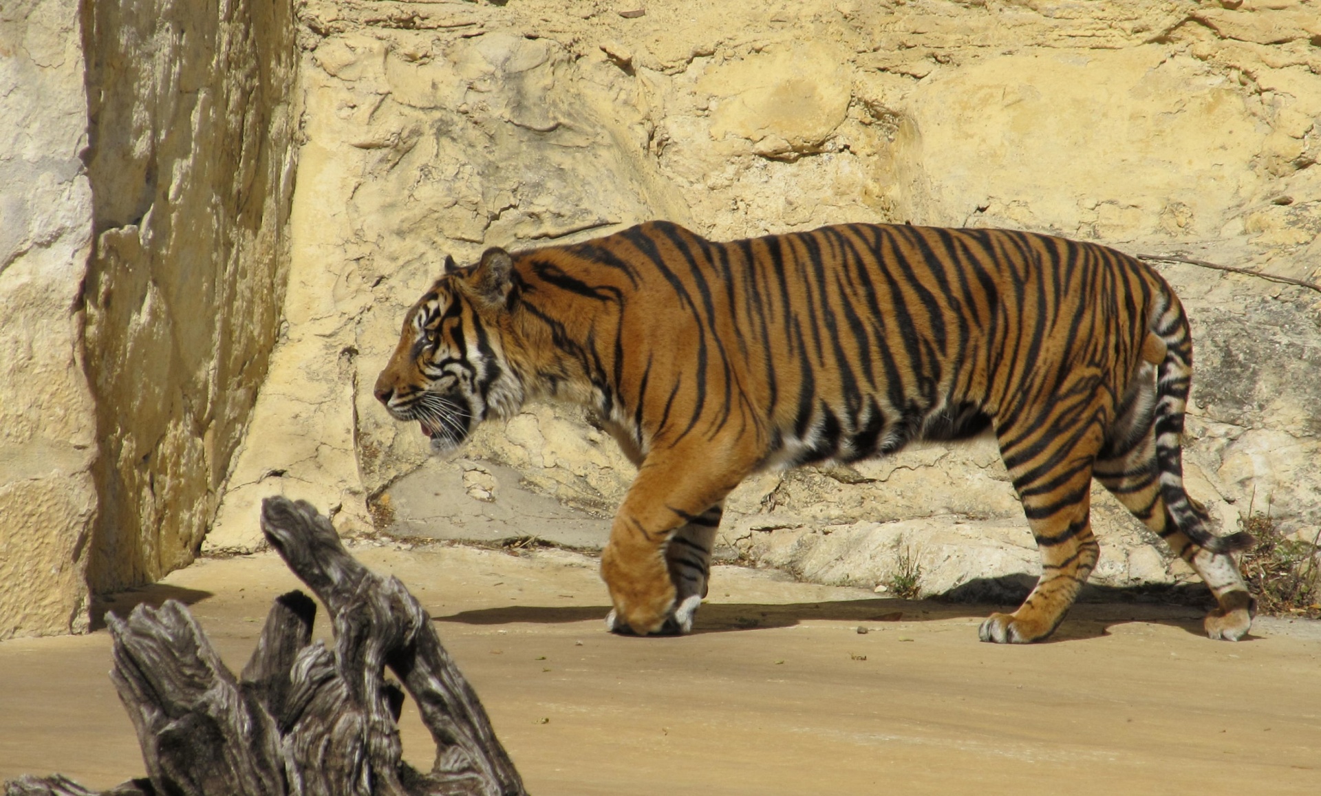 Sumatranas & Nbsp,  Tigras,  Kačių,  Didelis & Nbsp,  Katinas,  Laukinė Gamta,  Gamta,  Tigras,  Mėsėdis,  Žinduolis