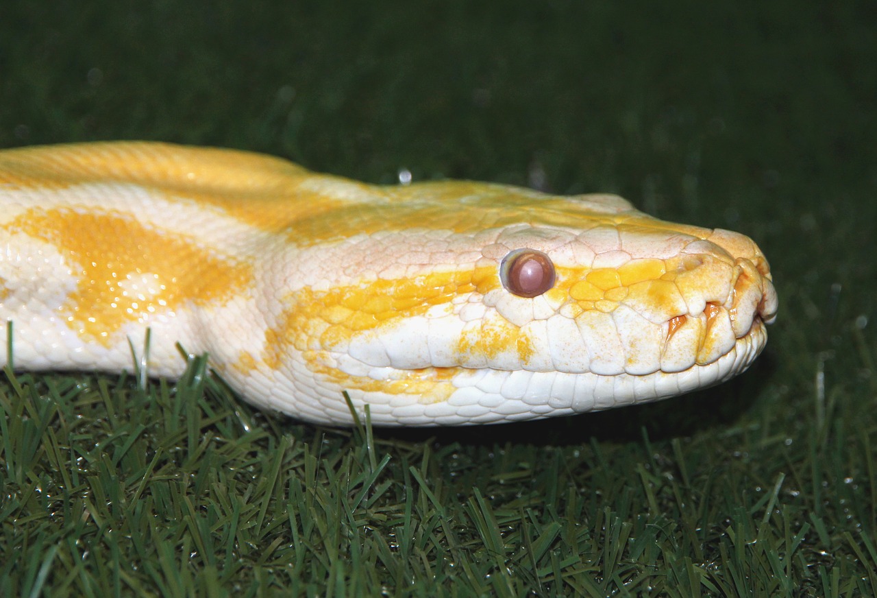 Tigras Python, Python Žingsnis, Albino, Python, Gyvatė, Šliaužiančius Dalykus, Gyvūnai, Ropliai, Terariumas, Serpentarium