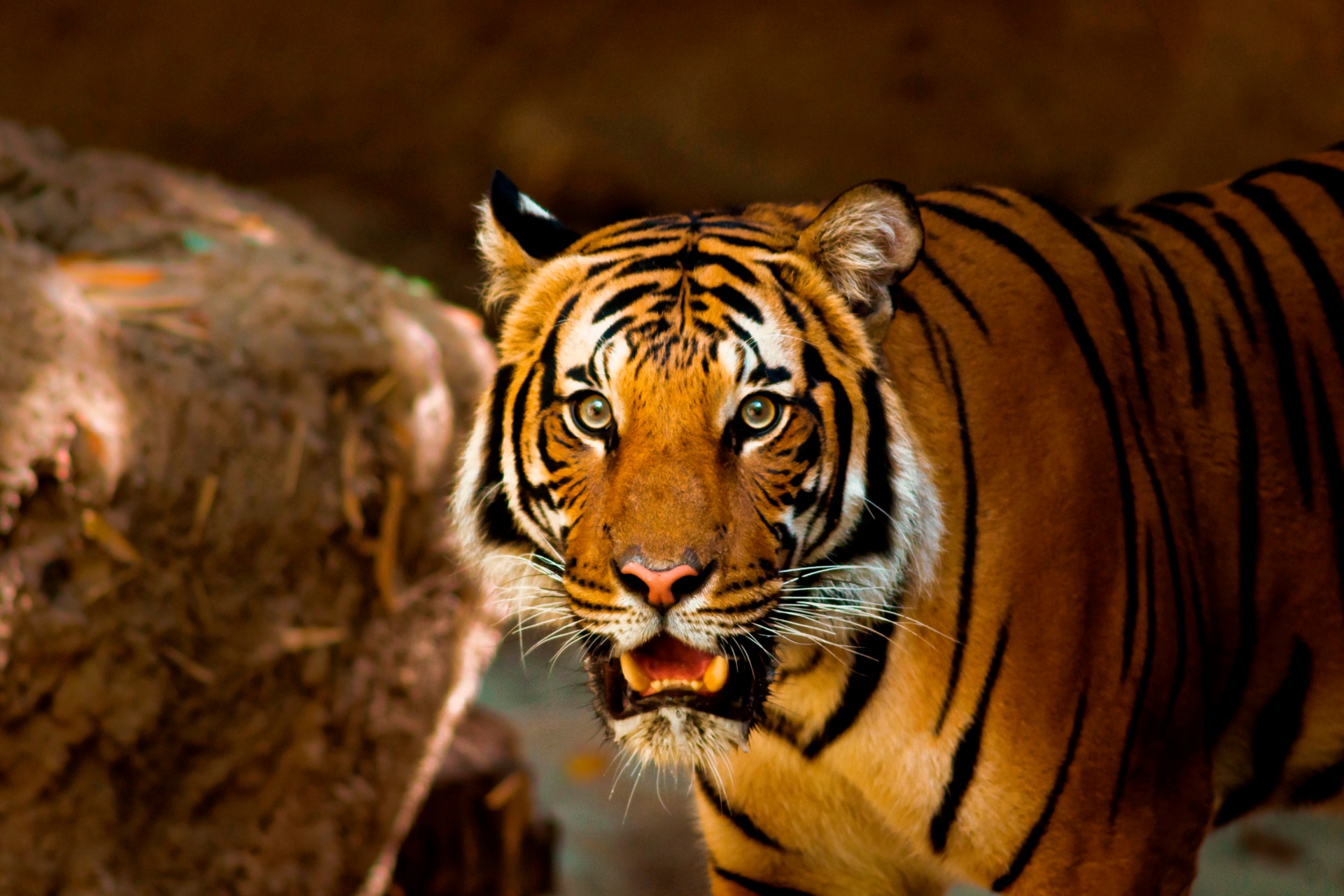 Tigras,  Gyvūnas,  Gamta,  Laukiniai,  Laukinė Gamta,  Katė,  Zoologijos Sodas,  Žinduolis,  Kailis,  Kačių