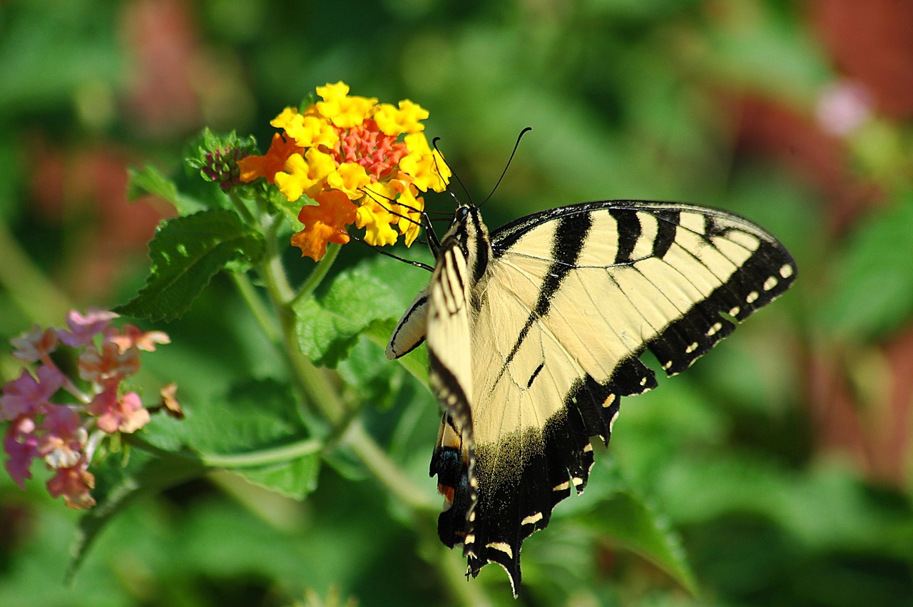 Tigro Lazdelė, Drugelis, Swallowtail, Tigras, Vabzdys, Papilio, Juoda, Geltona, Gamta, Sparnai