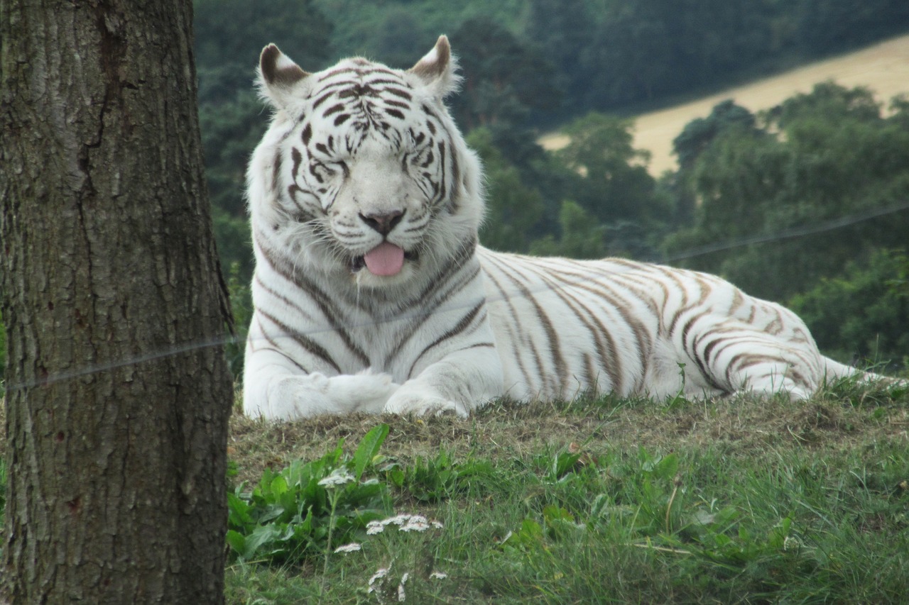Tigras Baltas, Baltasis Tigras, Tigras, Nemokamos Nuotraukos,  Nemokama Licenzija