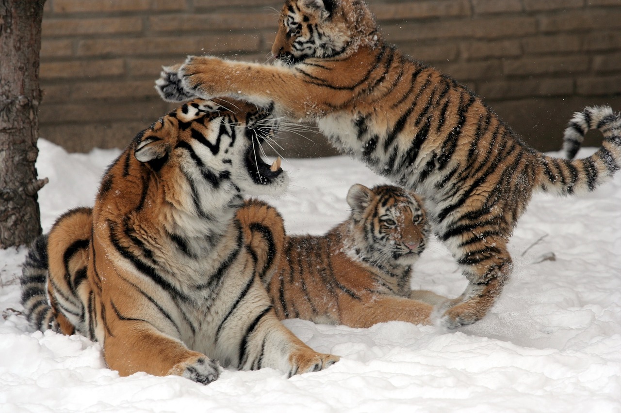 Tirai, Motina, Moteris, Cubs, Sniegas, Žiema, Didelė Katė, Plėšrūnas, Juostelės, Jaunas