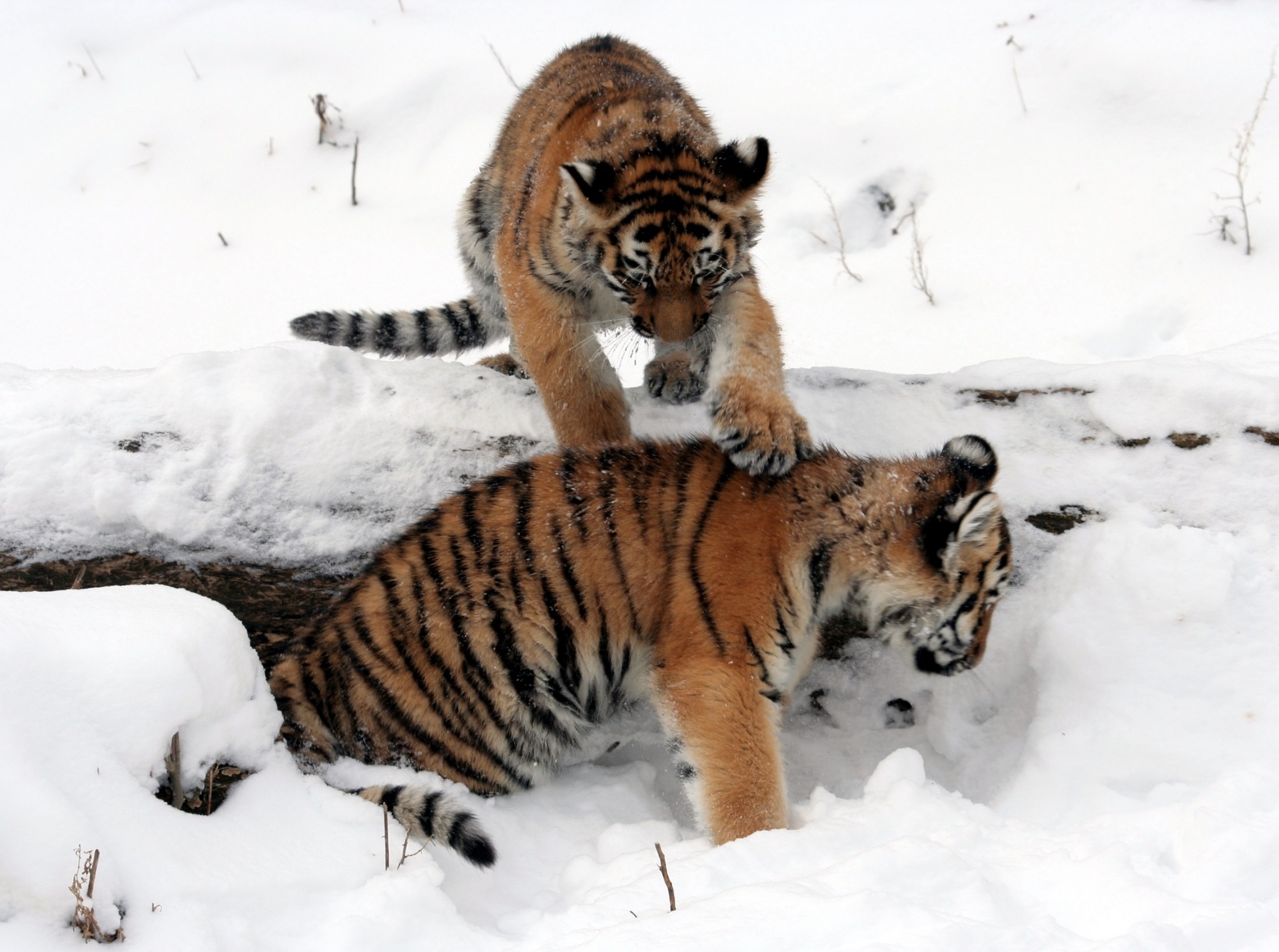 Tigras,  Cubs,  Jaunas,  Žaisti,  Sniegas,  Zoologijos Sodas,  Gaubtas,  Laukinė Gamta,  Gamta,  Katė