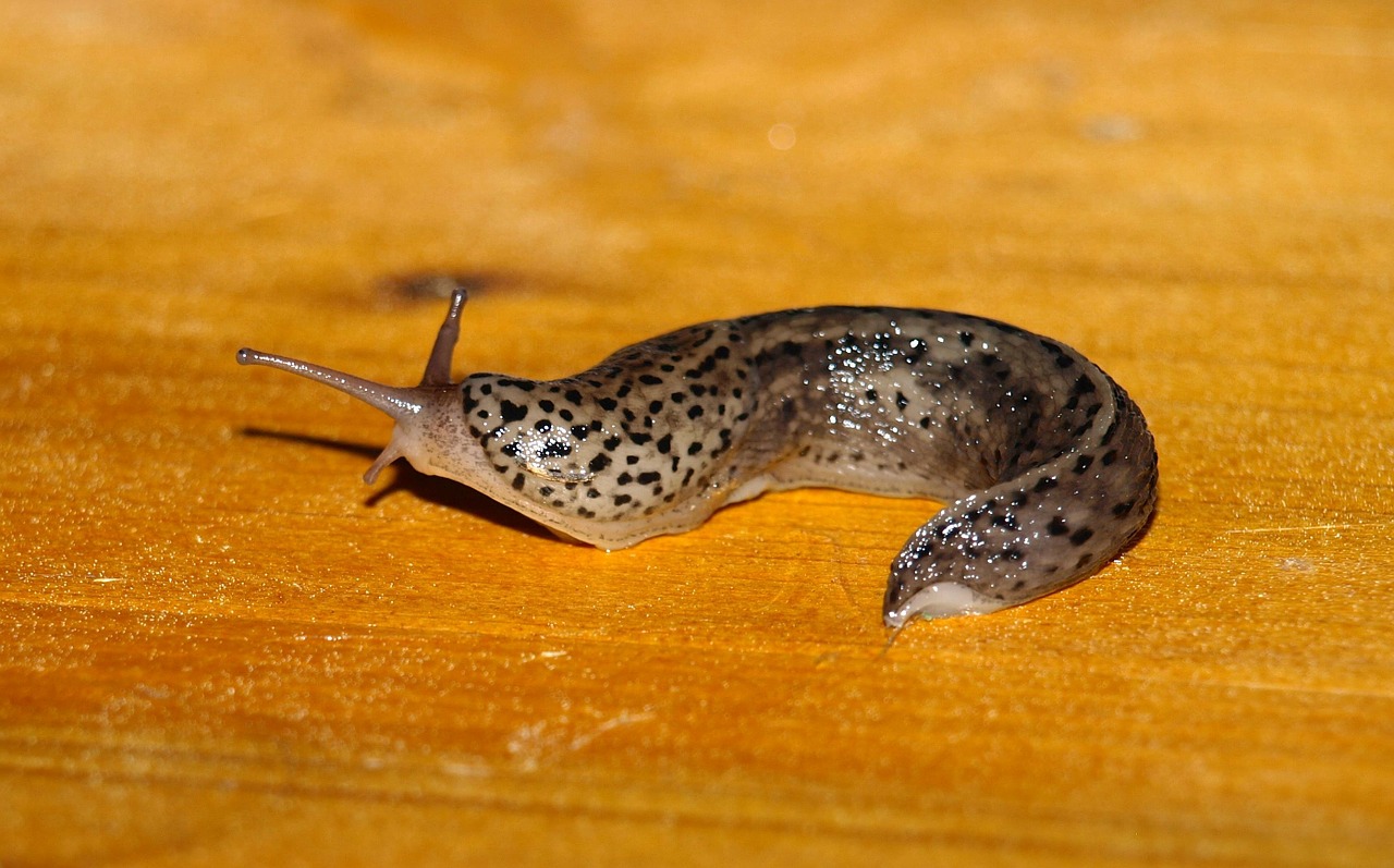 Tigerschnecke, Sraigė, Mollusk, Lėtai, Šlakas, Nuskaityti, Tigerschnegel, Limax Maximus, Nemokamos Nuotraukos,  Nemokama Licenzija