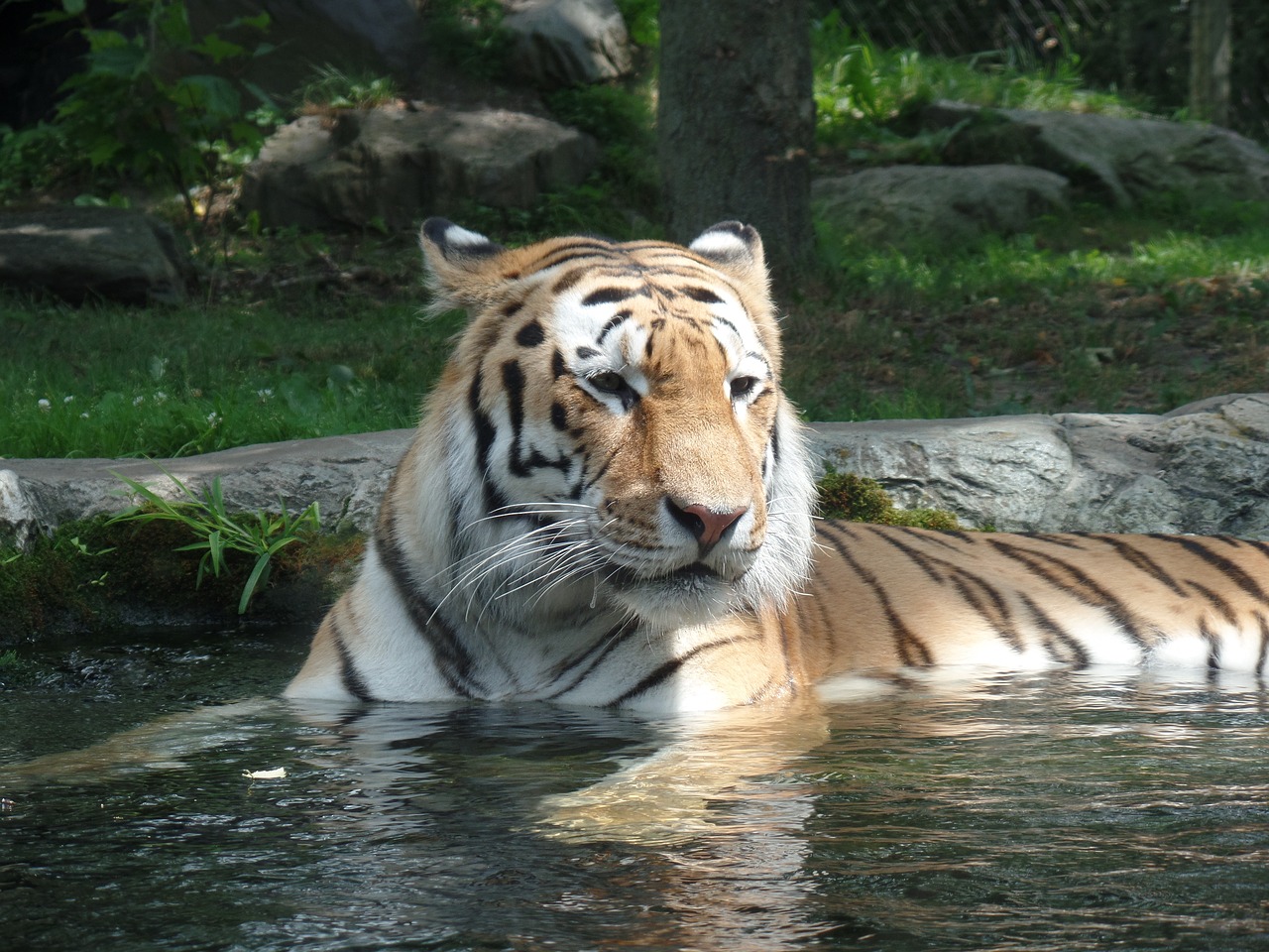 Tigras, Gamta, Zoologijos Sodas, Nemokamos Nuotraukos,  Nemokama Licenzija