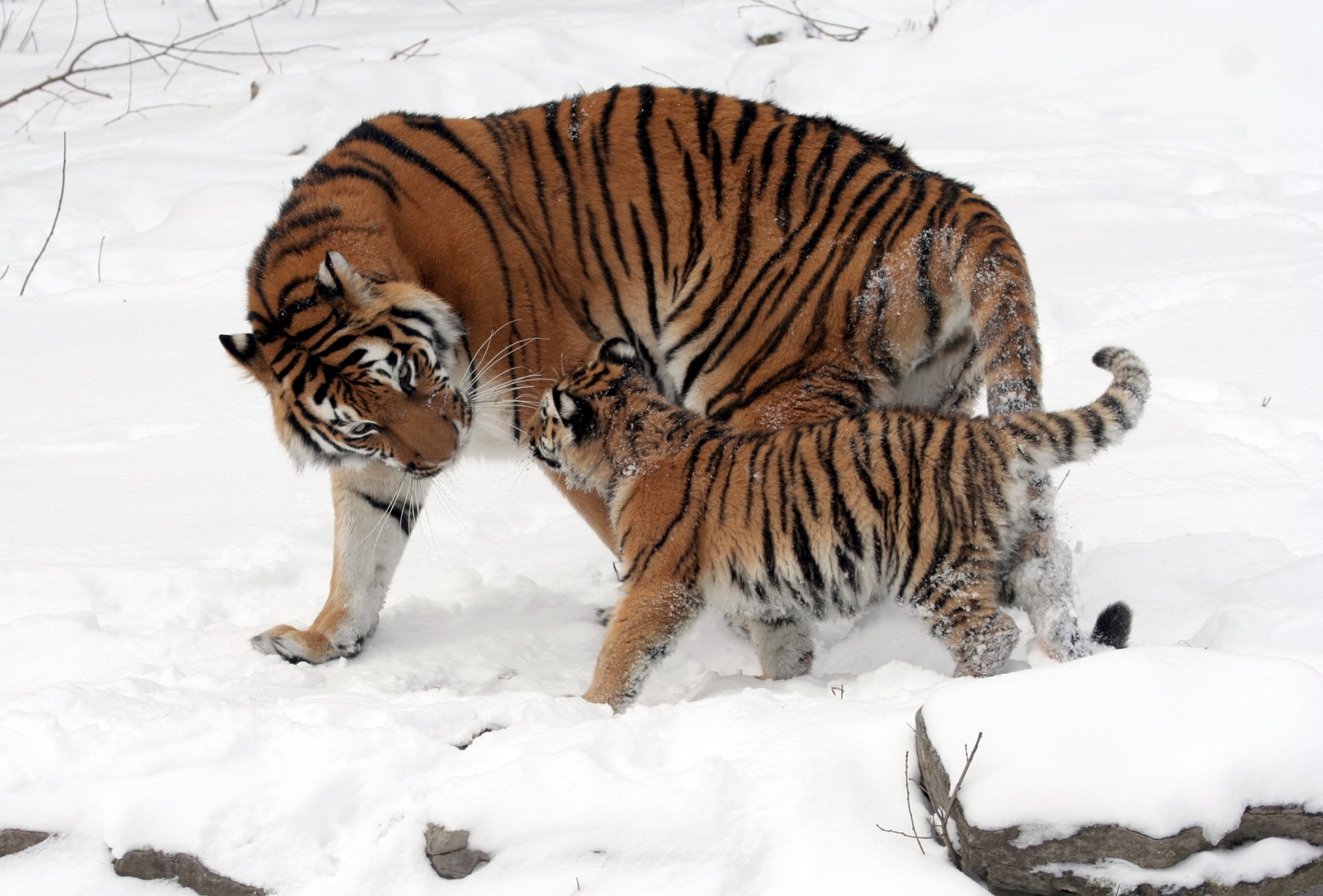 Tigras,  Cub,  Jaunas,  Žaisti,  Motina,  Tigras,  Sniegas,  Zoologijos Sodas,  Gaubtas,  Laukinė Gamta