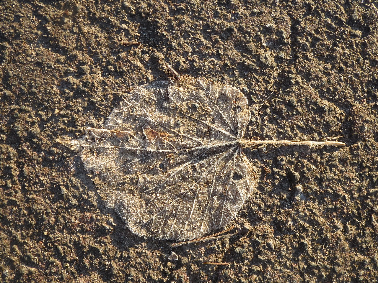 Tilia Cordata,  Mažos Liekamosios Kalkės,  Mažos Lapinės Liepą,  Mažos Liepos,  Palikti,  Nudrus,  Išblukęs,  Miręs,  Dirvožemis,  Žemė