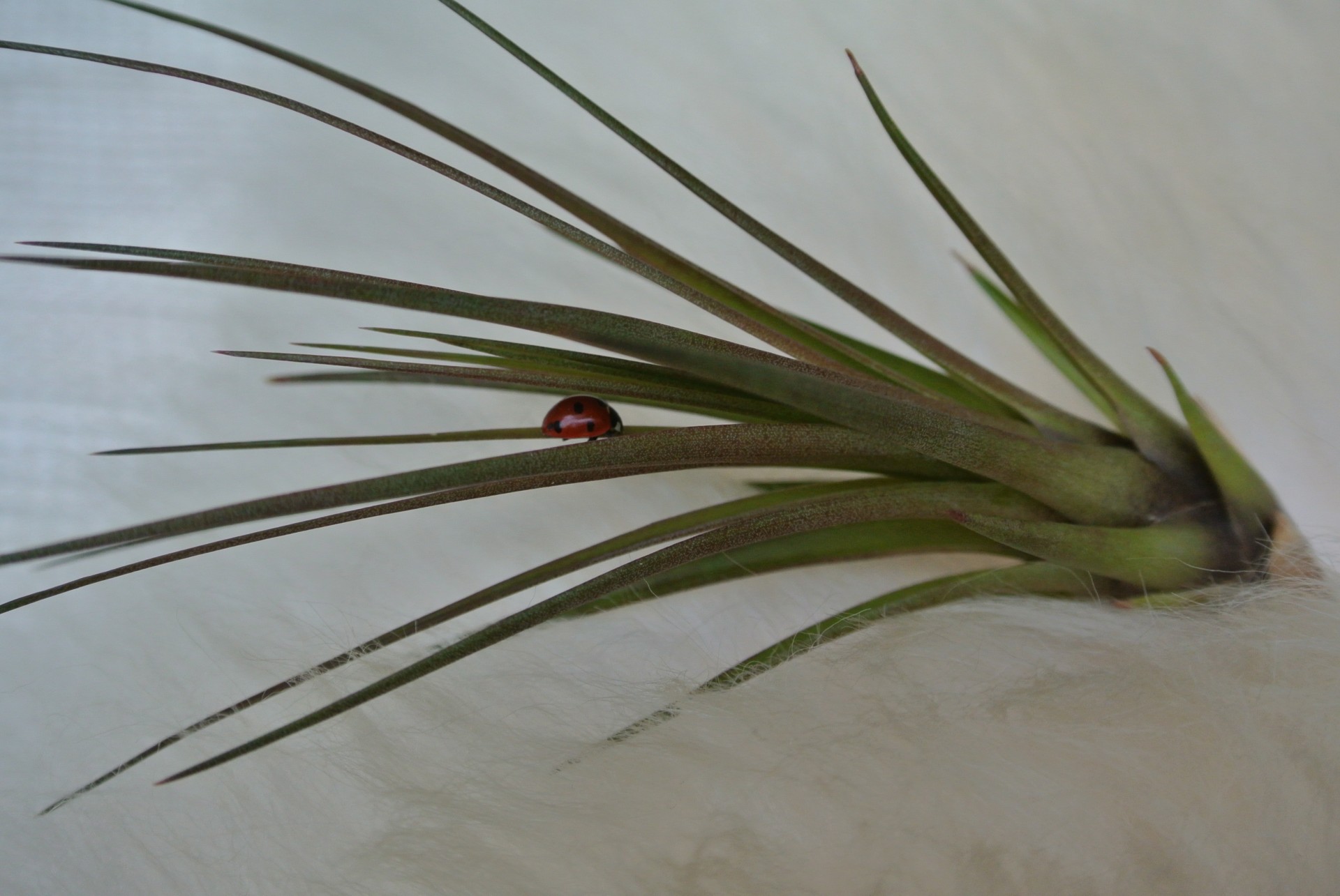 Tillandsia,  Tillandsia, Nemokamos Nuotraukos,  Nemokama Licenzija