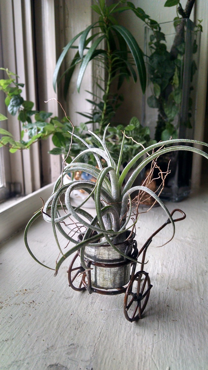 Tillandsia, Patalpų Augalas, Patalpose, Dekoruoti, Bromeliazės, Sodininkystė, Sodininkystė, Botanikos, Žalias, Gelės Vazonas