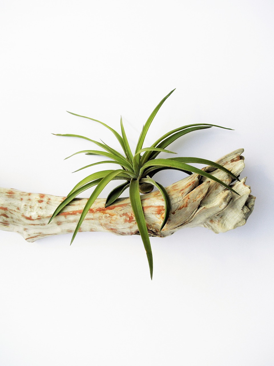 Tillandsia, Oro Gamykla, Lapai, Bromeliazės, Žalias, Namai, Apdaila, Siena, Montuojamas, Mediena