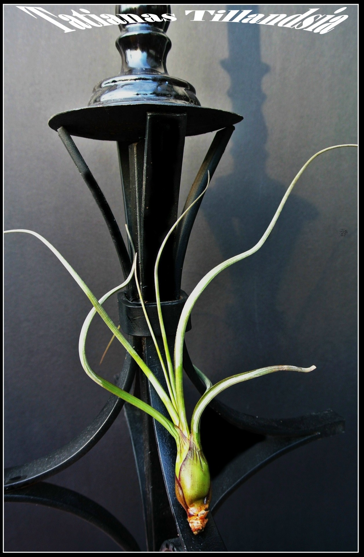 Tillandsia,  Baileyi,  Tillandsia Balileyi, Nemokamos Nuotraukos,  Nemokama Licenzija