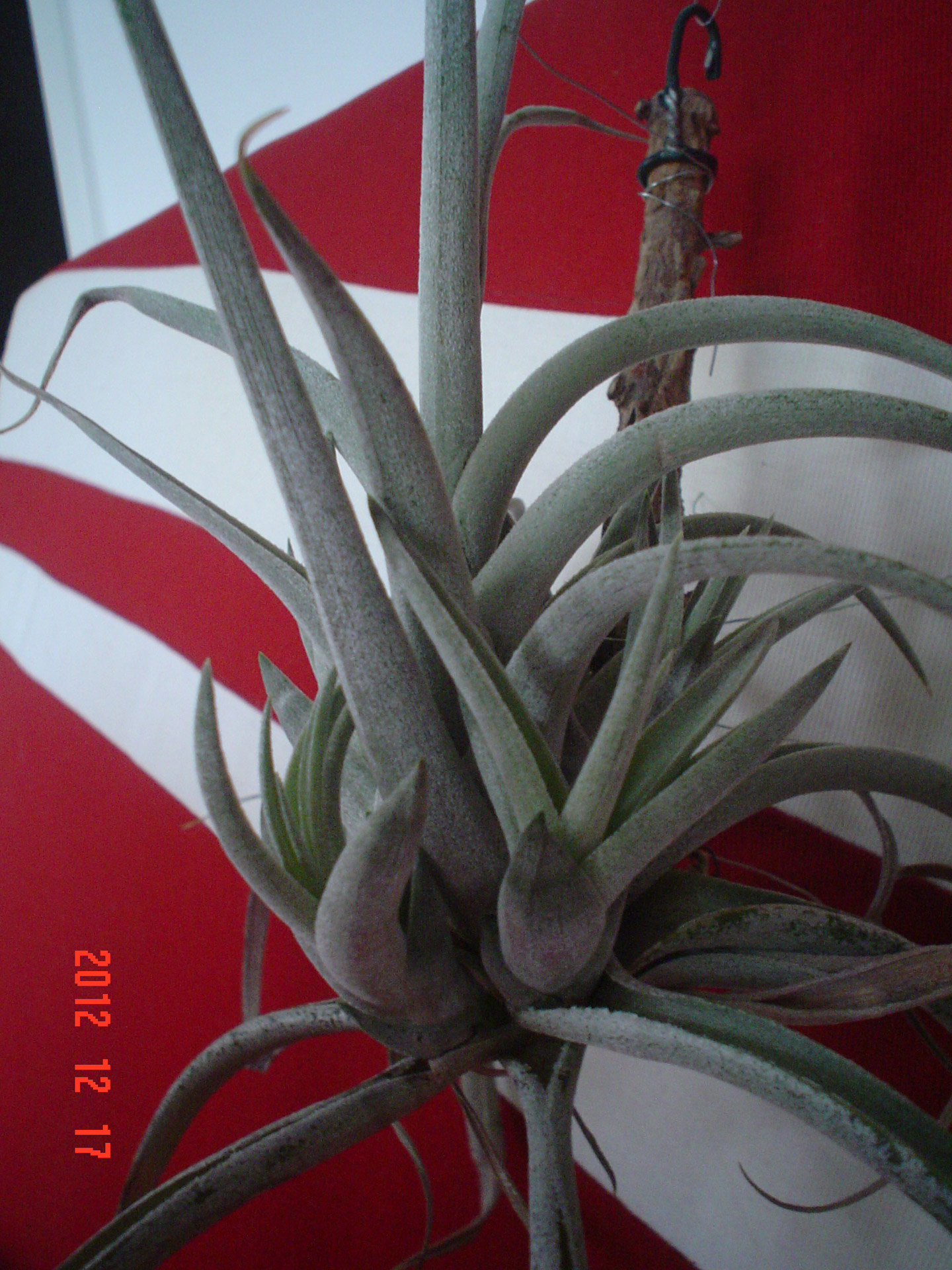 Tillandsia & Nbsp,  Ii & Nbsp,  Cacticola,  Gėlės,  Išgyvenamieji,  Lengva & Nbsp,  Rūpintis,  Tillandsia Ii Cacticola, Nemokamos Nuotraukos,  Nemokama Licenzija