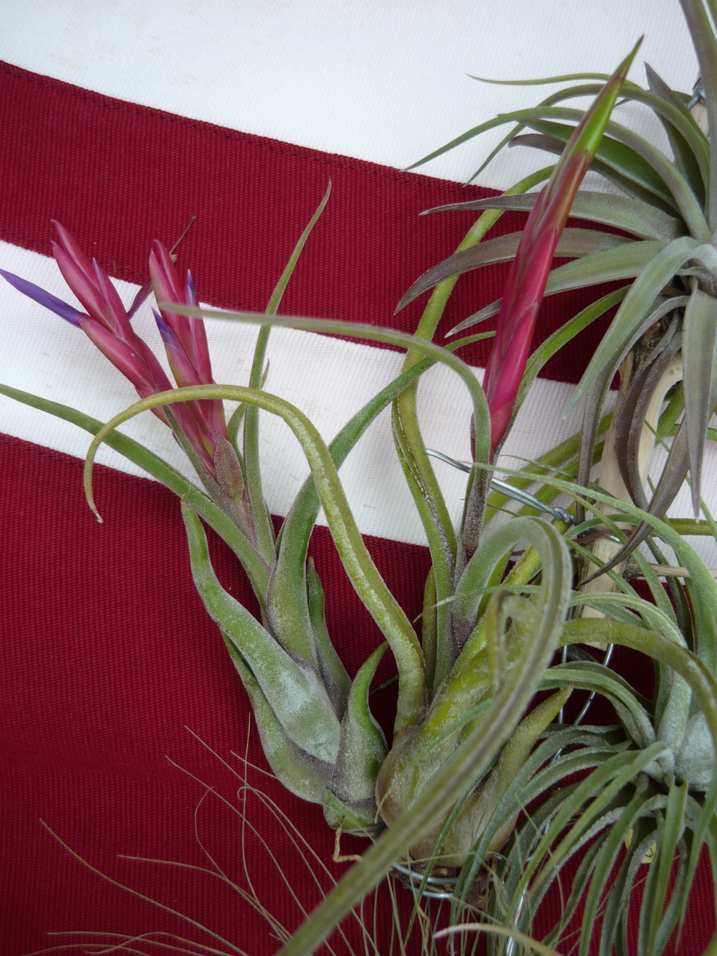 Tillandsia,  Caput,  Medusae,  Medis,  Tillandsia Caput Medusae, Nemokamos Nuotraukos,  Nemokama Licenzija