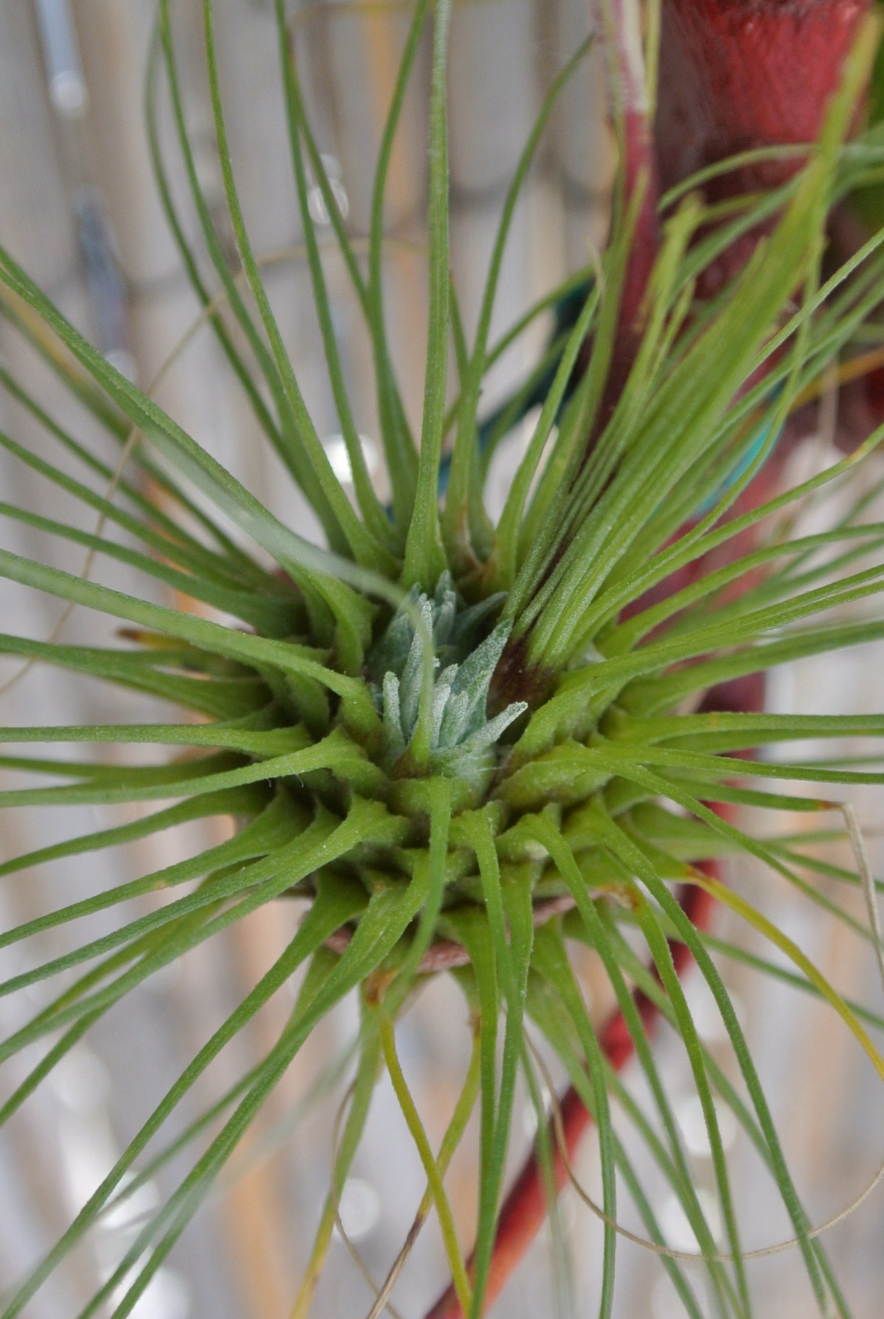 Tillandsia,  Fukssija,  Tikrai,  Tillandsia Fuchsii Su Pasitikinčiu, Nemokamos Nuotraukos,  Nemokama Licenzija