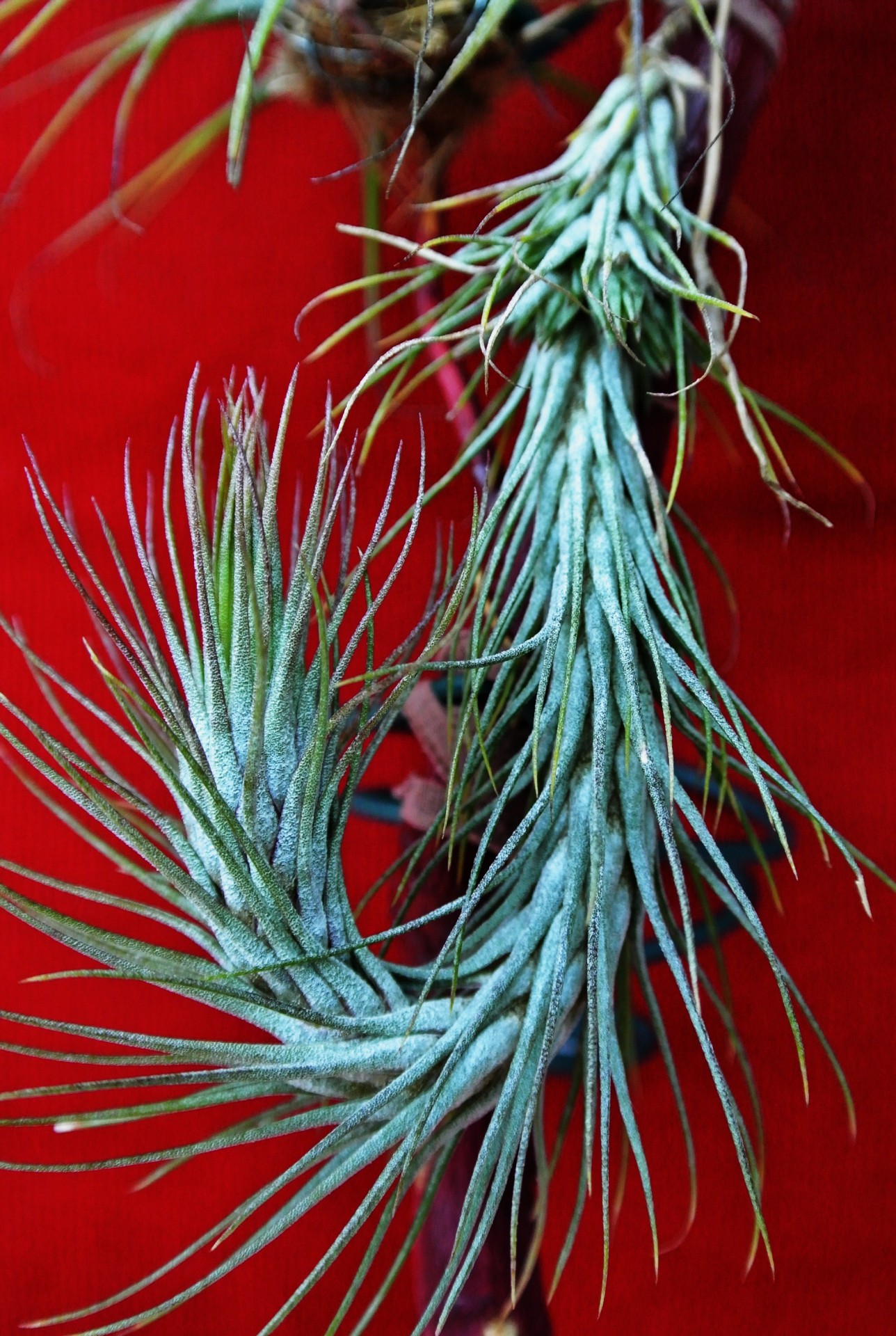 Tillandsia,  Funckiana,  Gėlė,  Tillandsia,  Medis,  Žiedas,  Tillandsia Funckiana, Nemokamos Nuotraukos,  Nemokama Licenzija