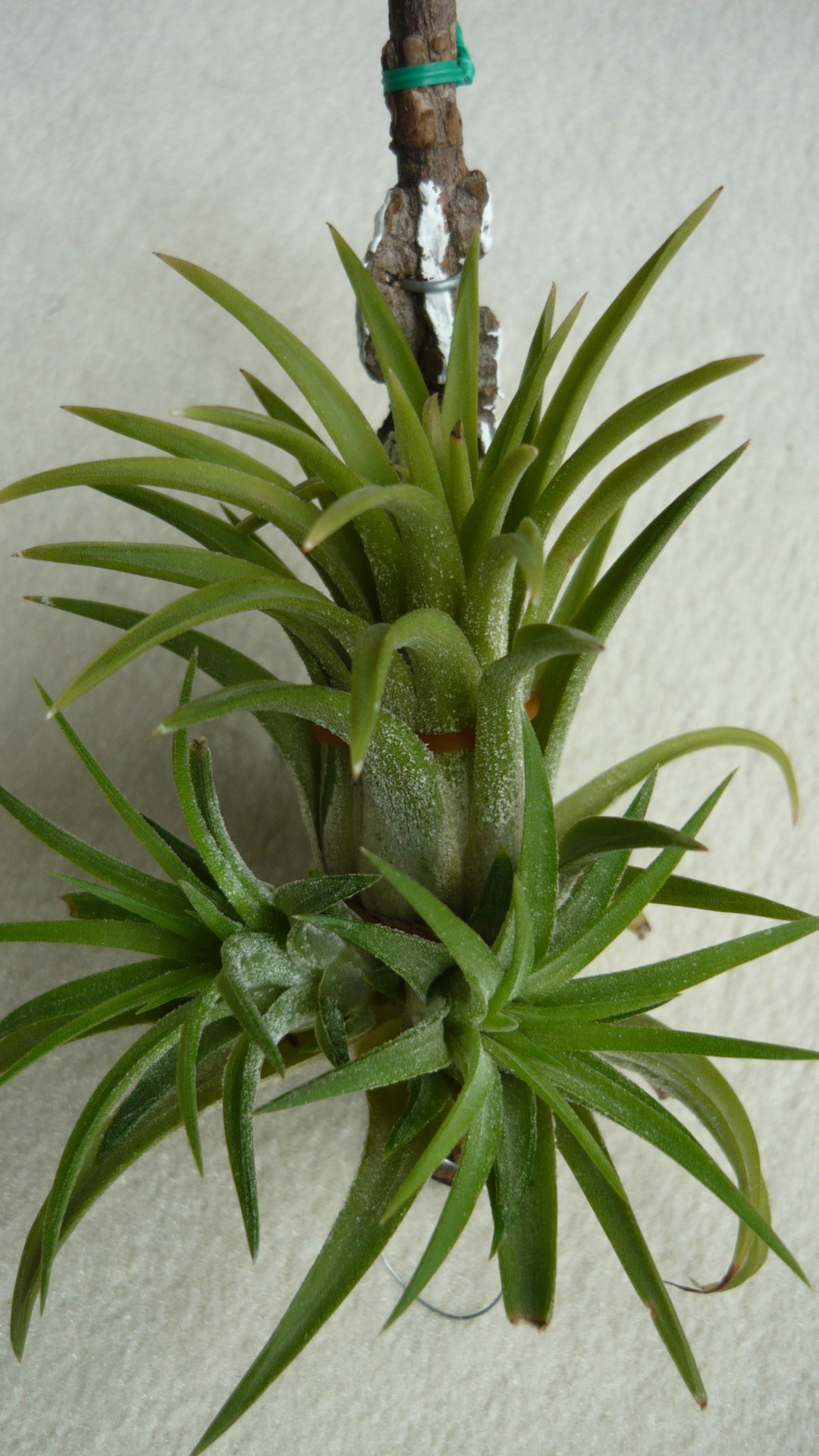 Tillandsia & Nbsp,  Ionata,  Lengva & Nbsp,  Švarus,  Sidabras & Nbsp,  Pilka,  Išgyvenamieji,  Tillandsia Ionata, Nemokamos Nuotraukos,  Nemokama Licenzija