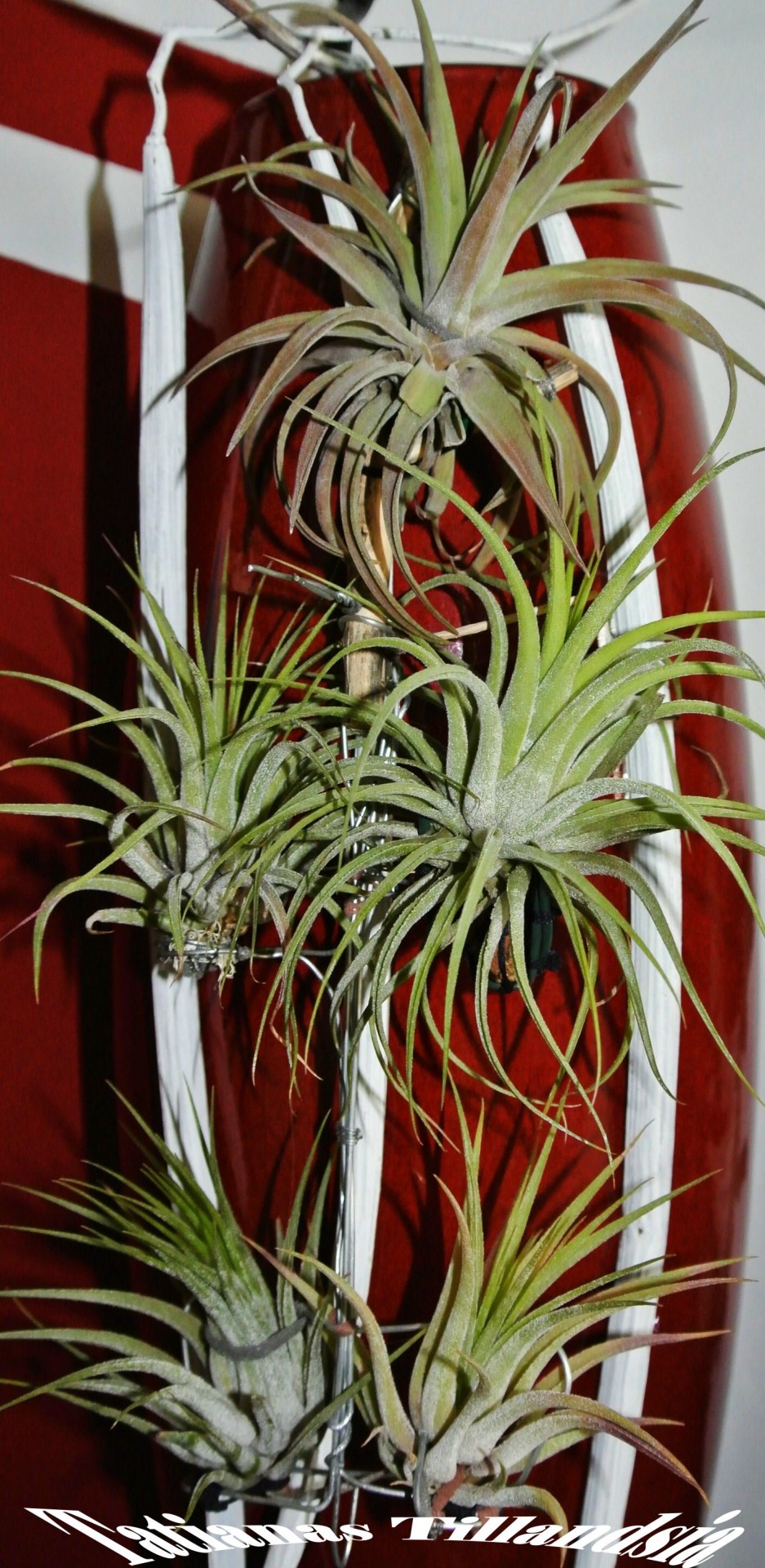 Tillandsia,  Ionantha,  Žalias,  Žvynuotas,  Didelis & Nbsp,  Kaip & Nbsp,  Gyvenimas,  Gėlė,  Gėlės,  Tillandsia Ionata