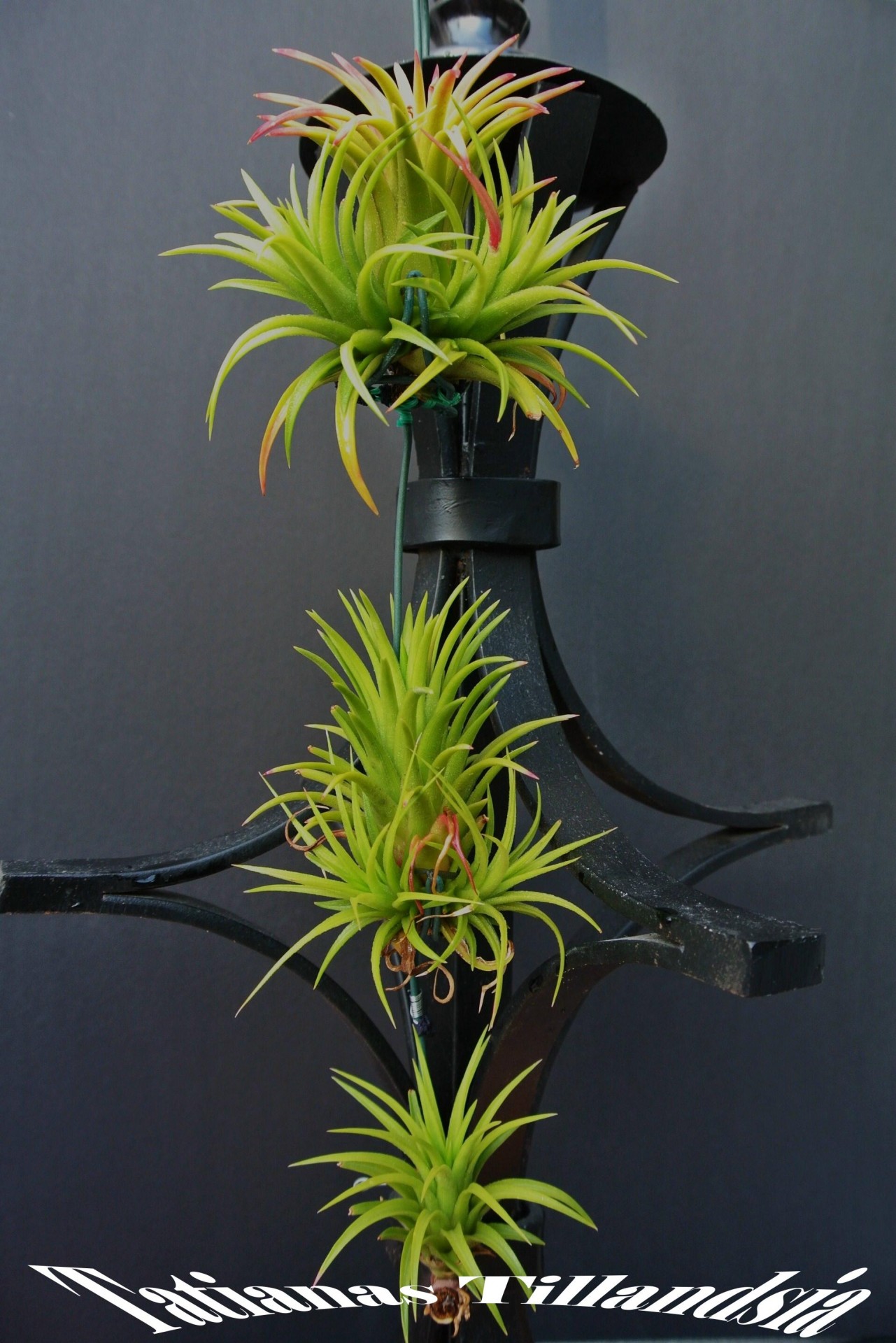 Tillandsia,  Jonathanas,  Tillandsia Ionatha, Nemokamos Nuotraukos,  Nemokama Licenzija