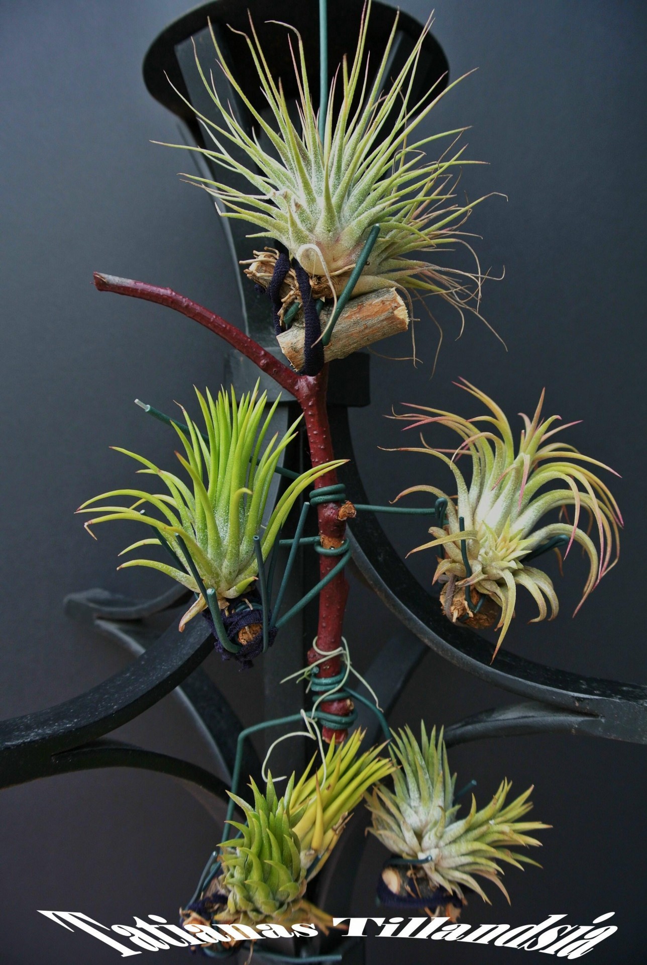 Tillandsia,  Jonathanas,  Tillandsia Ionatha, Nemokamos Nuotraukos,  Nemokama Licenzija