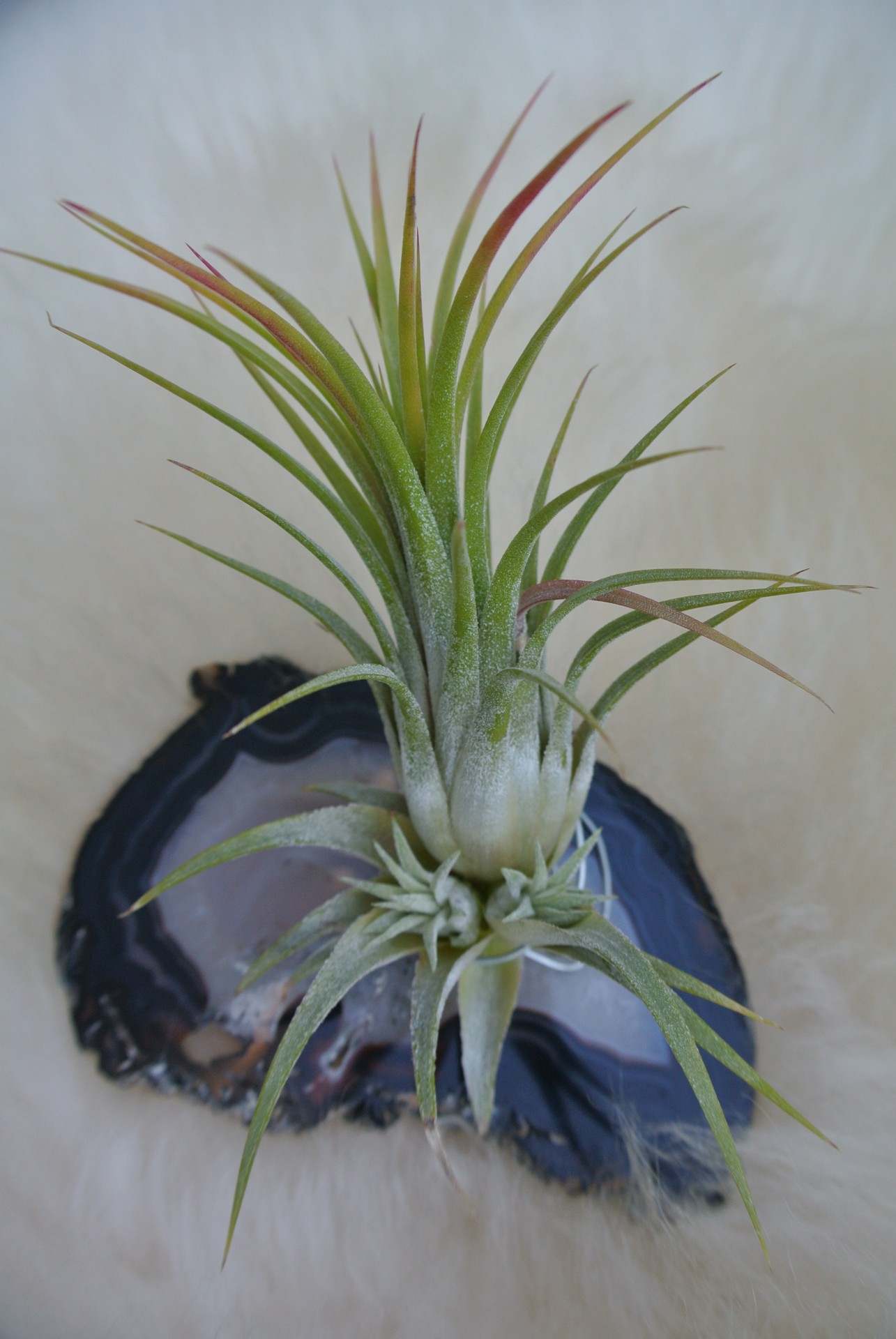 Tillandsia,  Jonathanas,  Kindel,  Tillandsia Jonathan Kindel, Nemokamos Nuotraukos,  Nemokama Licenzija