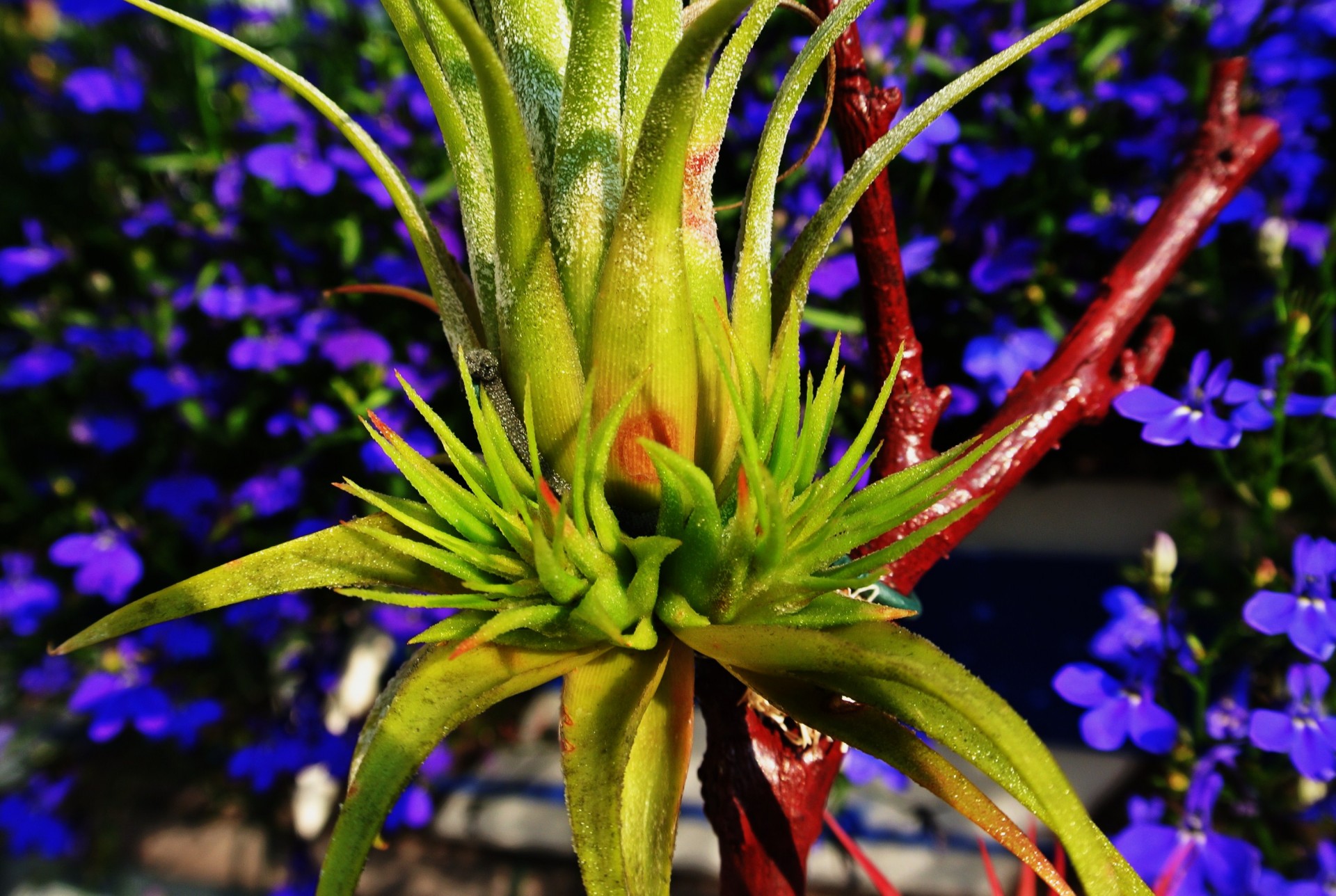 Tillandsia,  Kammii,  Gėlės,  Gėlė,  Tillandsia,  Žydėti,  Tillandsia Kammii, Nemokamos Nuotraukos,  Nemokama Licenzija