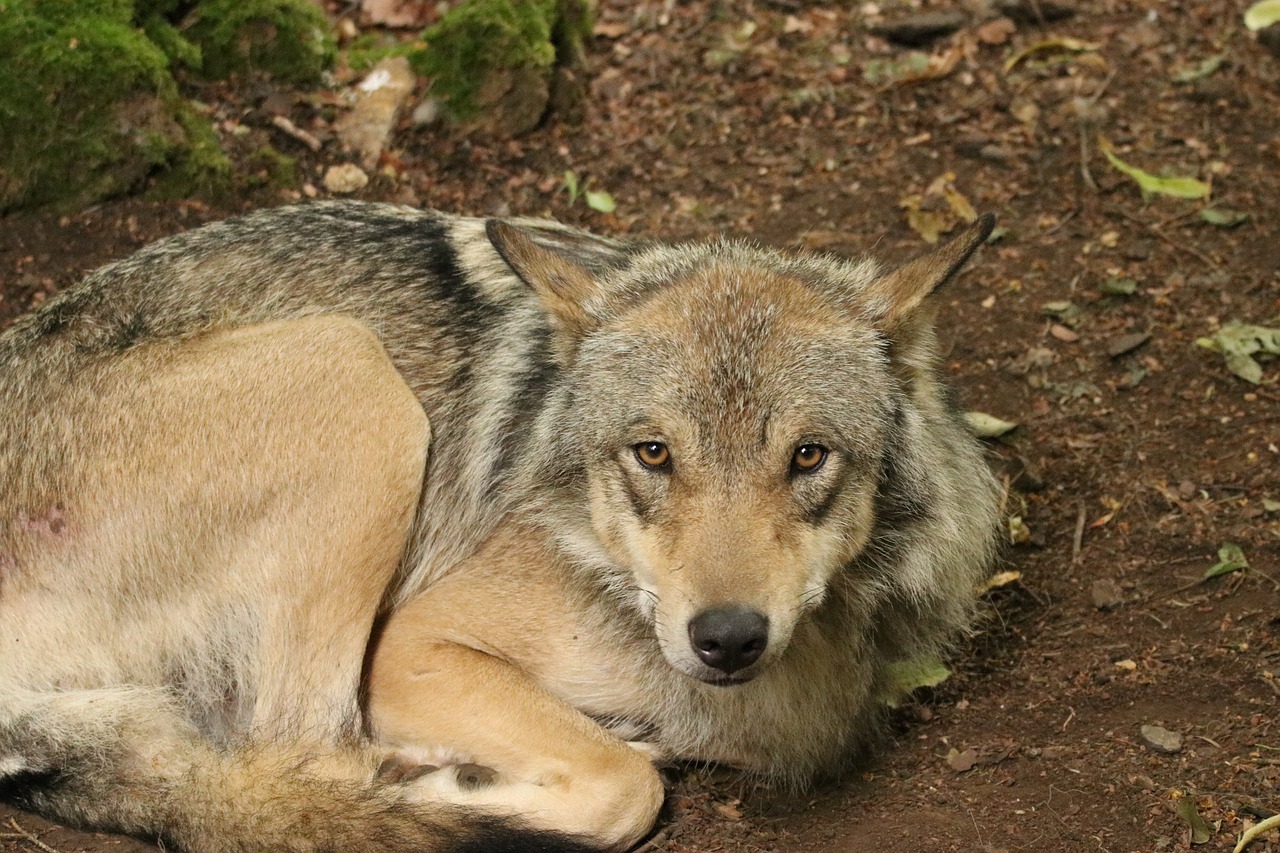 Woodwolf, Vilkas, Gyvūnas, Plėšrūnas, Laukiniai, Pilka, Šunys, Kailis, Lauke, Gamta