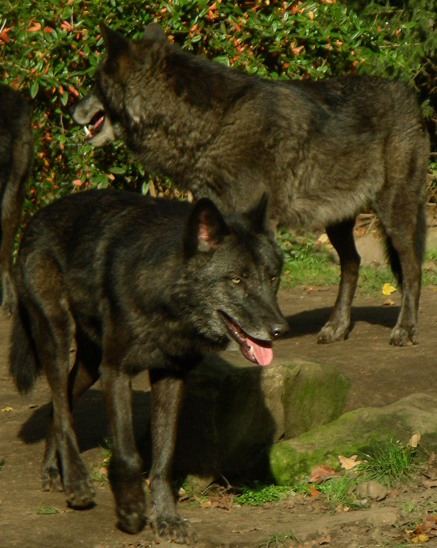 Amerikietis,  Kanada,  Minnesota,  Plėšrūnas,  Mėsėdis,  Protėvis,  Canis & Nbsp,  Lupus & Nbsp,  Lycaon,  Woodwolf