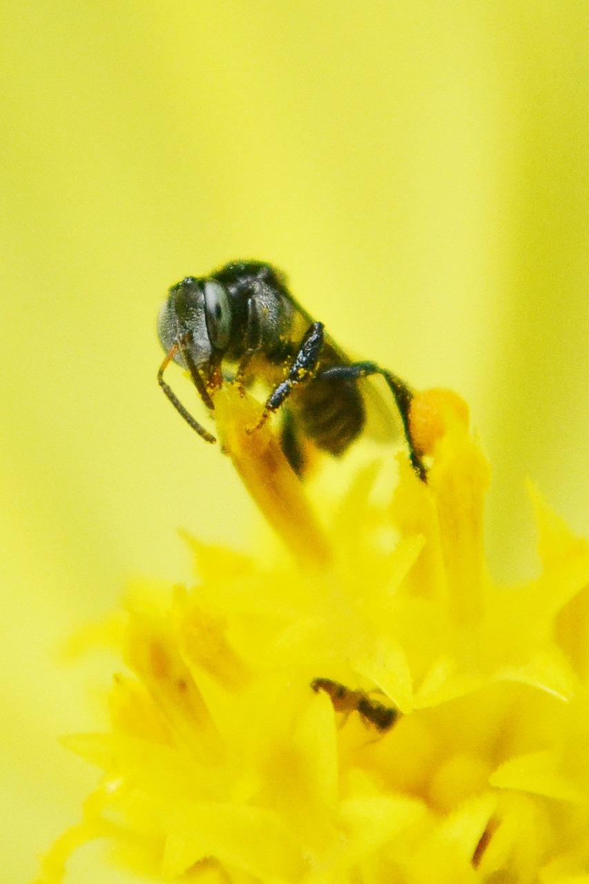 Mažytė Bitė, Bičių, Gėlė, Gėlių Centras, Nektaras, Medus, Medaus Bitė, Mawanella, Šri Lanka, Ceilonas