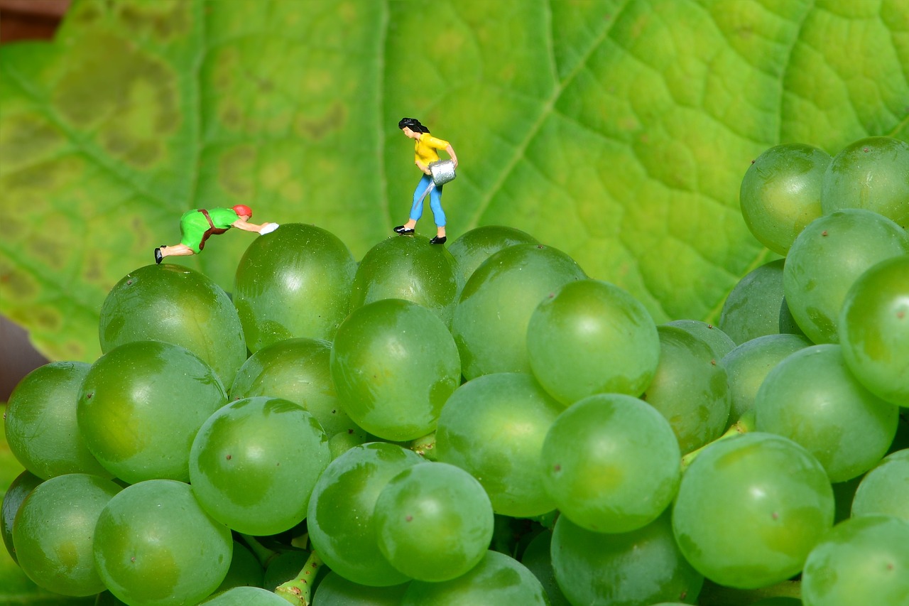Vynuogės, Mažas Pasaulis, Žaliosios Vynuogės, Mini Žmonės, Nemokamos Nuotraukos,  Nemokama Licenzija