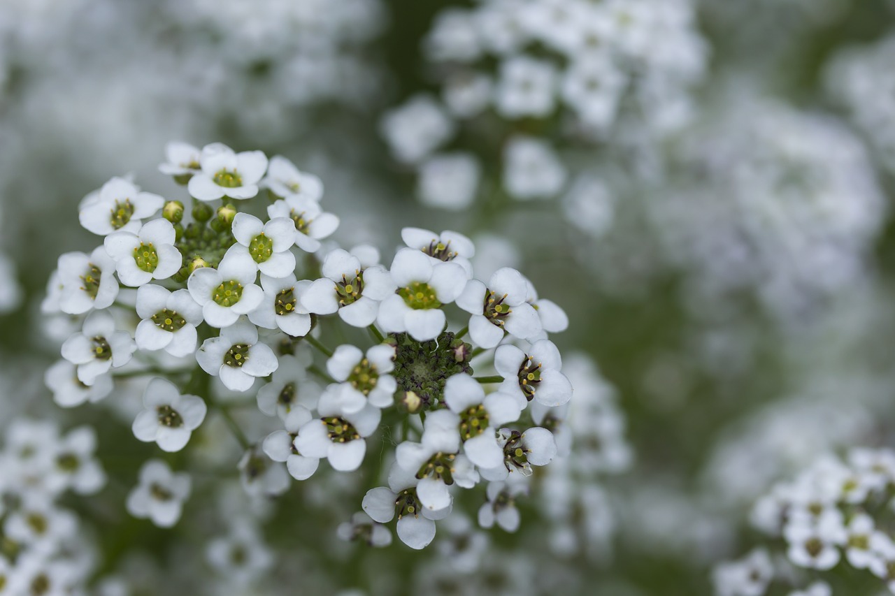 Mažos Baltos Gėlės, Baltos Gėlės, Iš Arti, Gamta, Nemokamos Nuotraukos,  Nemokama Licenzija